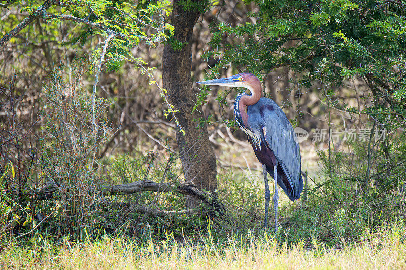 歌利亚·苍鹭(Ardea Goliath)